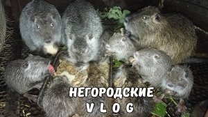 НУТРЯТА-пищалки. Виноград НУТРИИ едят неохотно. 06.08.25