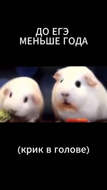 Виктор Лашин | Информатика ЕГЭ 😼