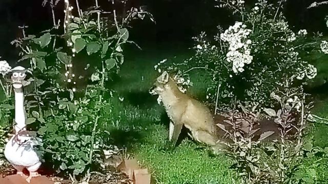 (1090) Лиса приходит в гости. Август 2025 смотреть онлайн