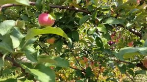 Яблони "Марат Басурин" радуют своим урожаем