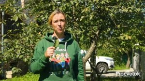 ВИШНЕ И ЧЕРЕШНЕ В АВГУСТЕ НУЖНА КАК ВОЗДУХ эта обработка! Иначе хорошего урожая не ждите