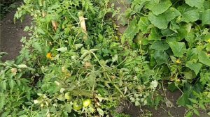 БОДРОЕ УТРО🌄🙋 ГОТОВЛЮ, УРОЖАЙ🥒🍅 🍓ПЕКУ, КАТАЮ БАНКИ.