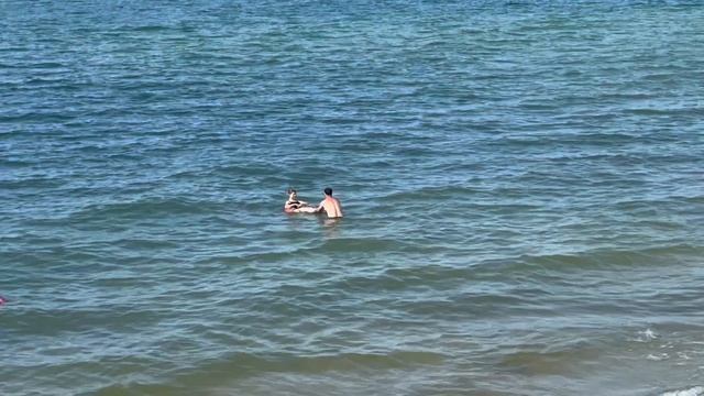 #видео #фото #кадры #интересное #жизнь #хобби #животные #йорки #йоркширскийтерьер #котики #рисунки #