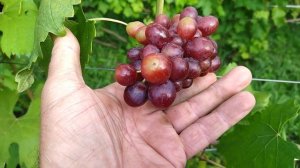 ГФ селекции Калугина В. М Эстафета с приличным мускатом.