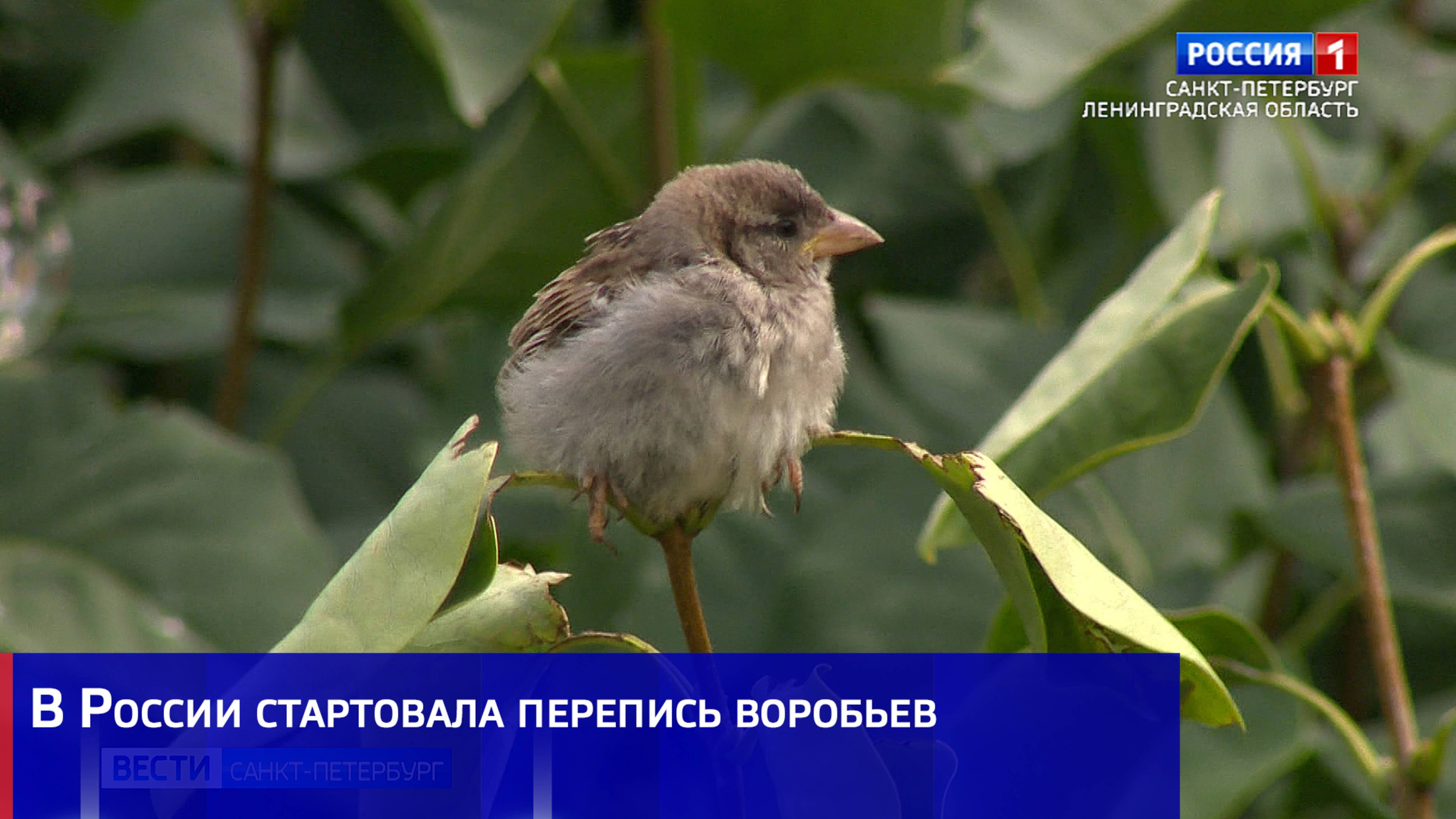 ГТРК Санкт-Петербург