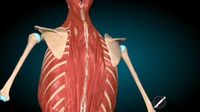 Анатомия мышц спины 💪 смотреть онлайн