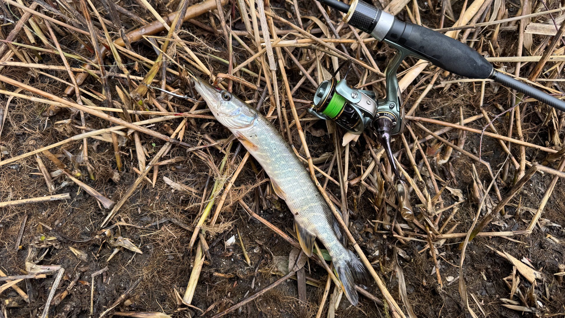 Рыбалка на спиннинг с берега. День шнурка. Блесна. Рыбалка на блесну.