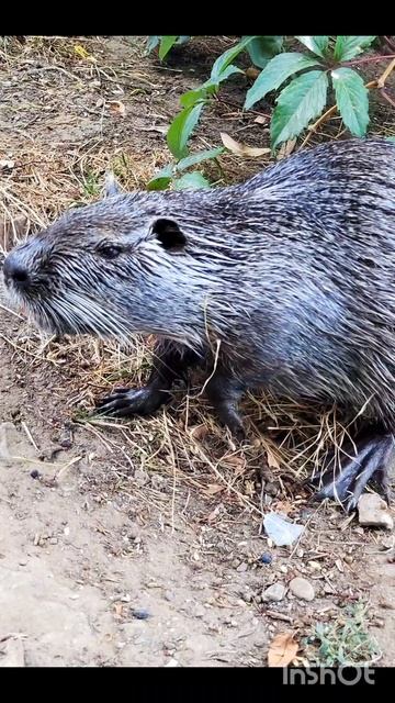 Сварщик Кубани