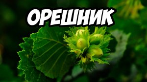 Собираем Орешник, Лещину, Фундук - где растёт и польза