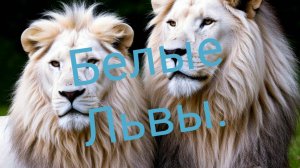 Белые Львы.