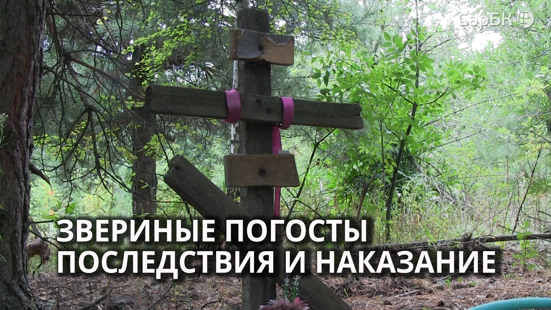 В Саратове убрали стихийное кладбище животных смотреть онлайн