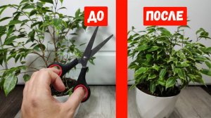 ФИКУС БЕНДЖАМИНА ВМИГ РАСПУШИТСЯ, как из Лысого фикуса сделать Пышный