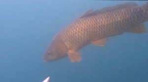 Огромные САЗАНЫ на Самом Глубоком Водохранилище Дагестана. Подводная охота в Залёжке на .....