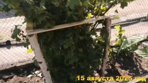 7 соток. Упахалась, но такая счастливая. Хроника 15 августа 2025 год