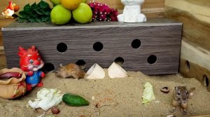 Видео для кошек про крысок развлекать питомцев 🐭🐀😂 (265)