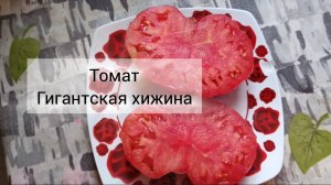 🍅☝️ Томат Гигантская хижина