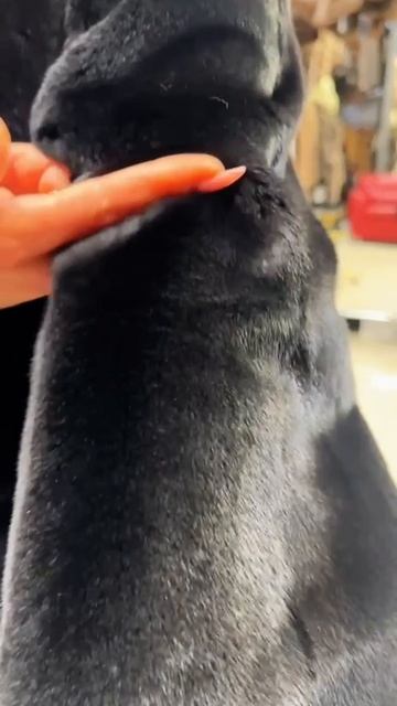 Норковое пальто из цельных пластин смотреть онлайн