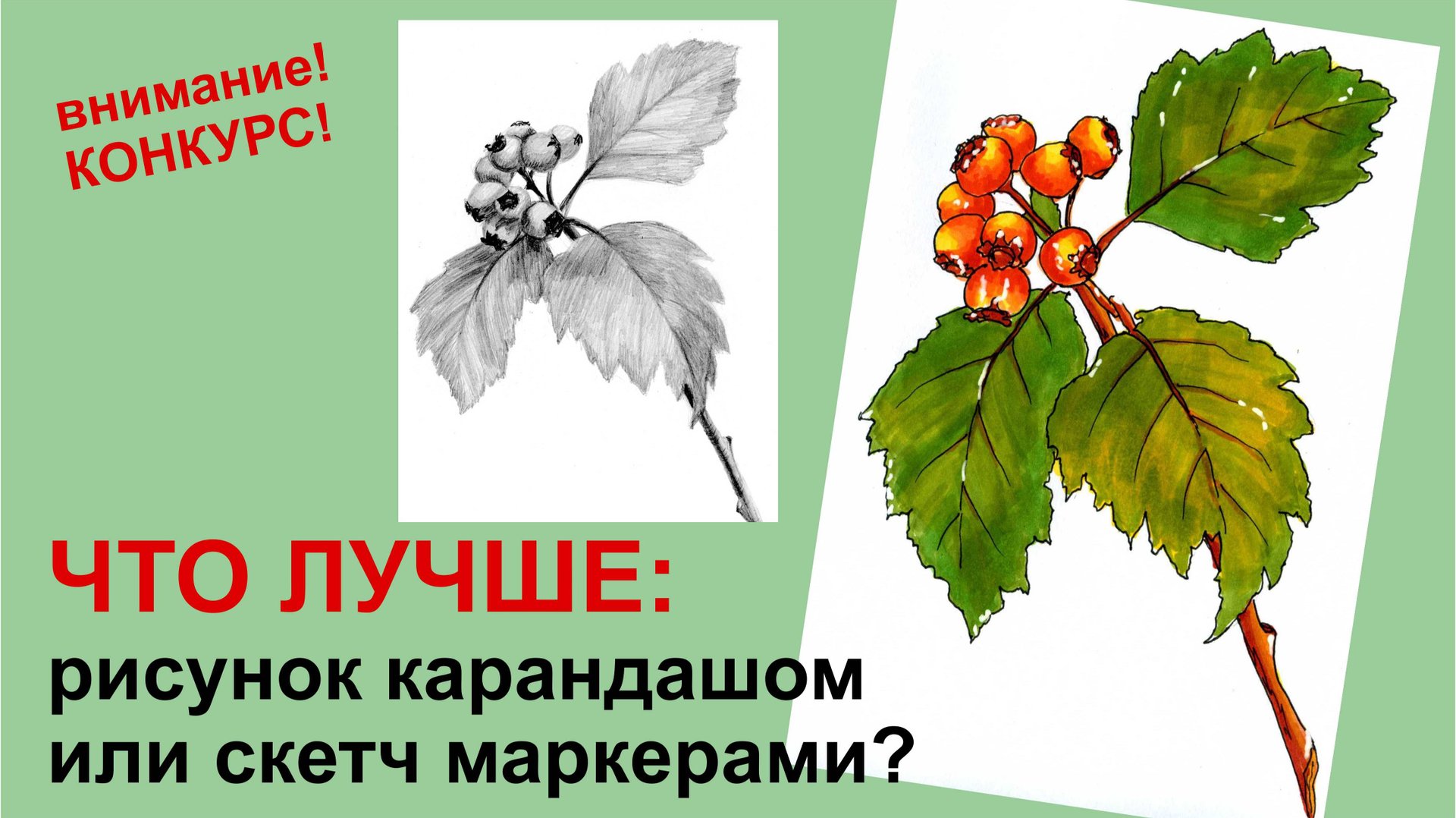 Рисуем ветку с ягодами спиртовыми маркерами. Второе видео для сравнения с рисунком карандашом. смотреть онлайн