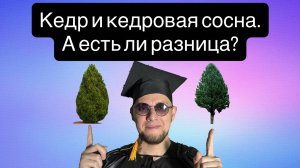 🌲 Кедр — дерево-гигант с тысячелетней историей 🌲