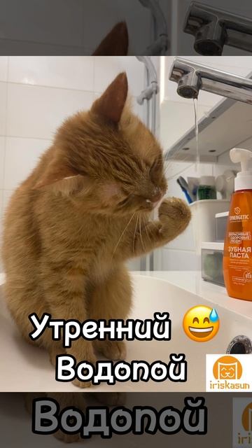Утренний Водопой🚰