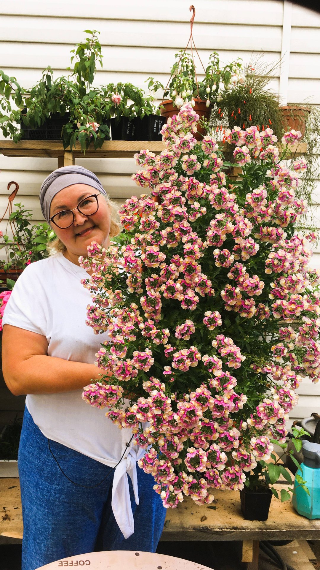 Как цветет немезия в балконных ящиках смотреть онлайн