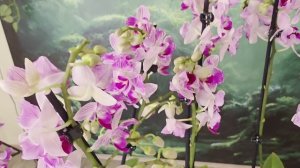 Обзор цветущих растений 15.08.25