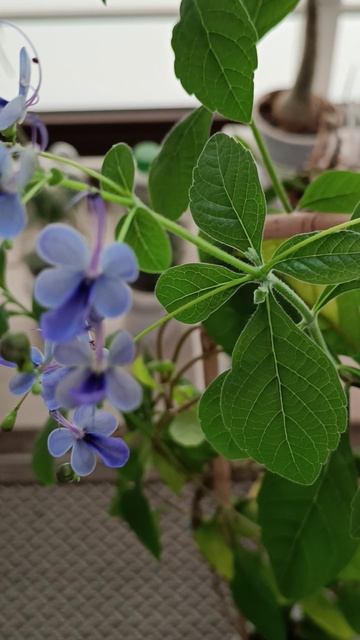 Клеродендрум угандийский - мои комнатные растения смотреть онлайн