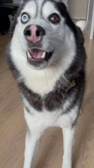 😂 УТИ-ПУТИ 🙀 СЕКРЕТНЫЙ ИНГРЕДИЕНТ 😋 ОЗВУЧКА ОТ ROMEO 🔥 #говорящийкот #озвучка #угараю