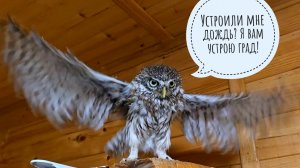 Поливаем маленькую сову, чтобы сучность выросла побольше! Сыч Чучундрий вкусно ужинает