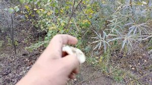 Поиск металла на том же самом месте, но этот дождь.