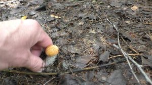 В дремучем лесу ищу грибы!