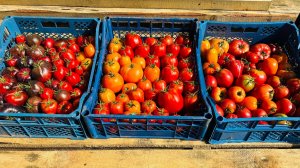 Как получить Огромный Урожай Томатов?! Легко и Просто!!