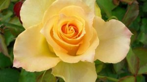 Роза Uriel, как образ Божественного огня. Дзунко Кавамото , серия "Небеса"