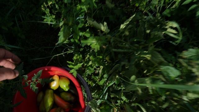 Огородники сойдут с ума ПОМИДОРЫ ИЗ СИБИРИ БЕЗ ТЕПЛИЦЫ И УДОБРЕНИЙ хвастаюсь результатом смотреть онлайн