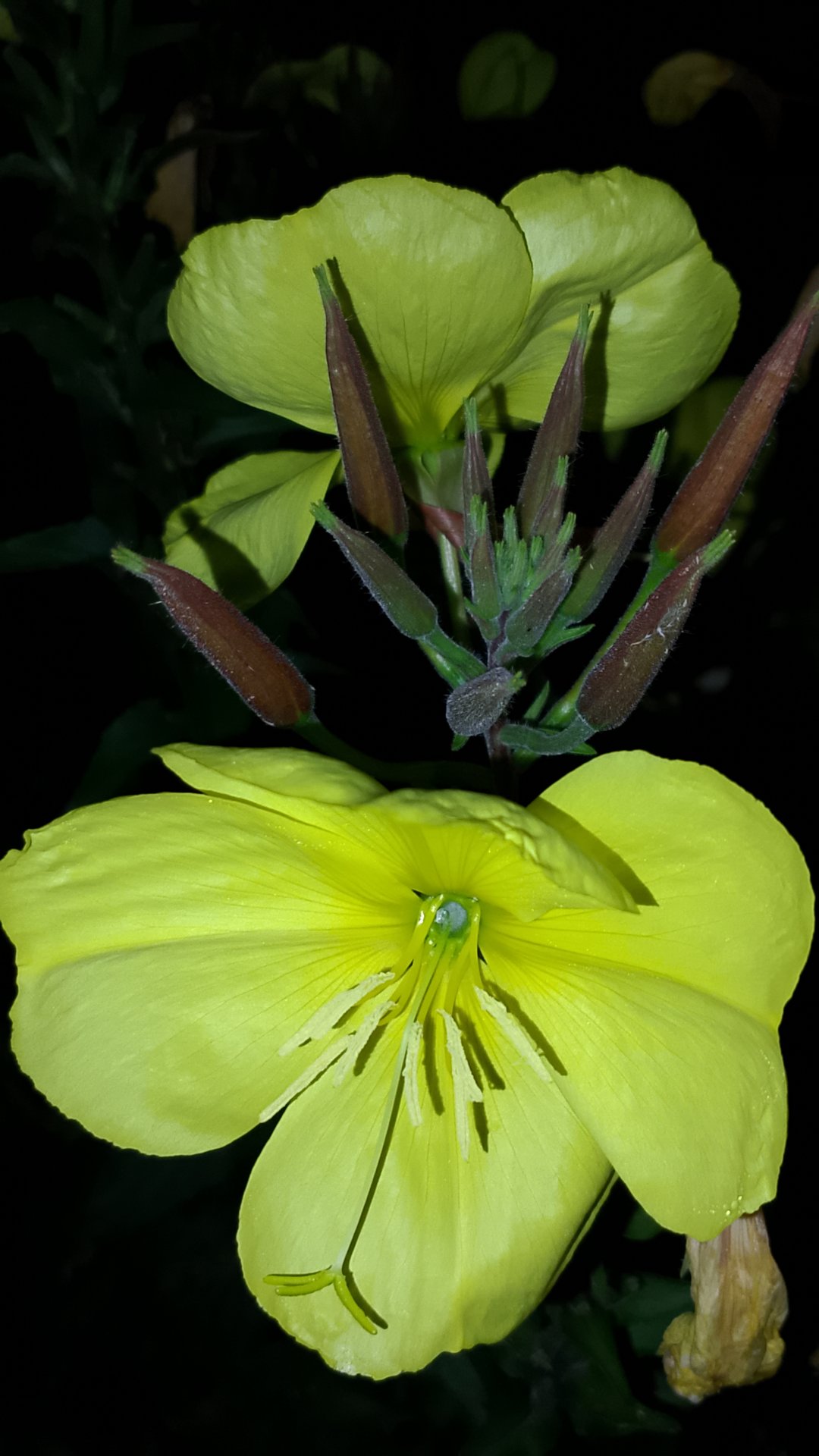 Роза и лунария после ночного дождя. Уходит август, кончается лето! смотреть онлайн