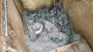 Советская шиншилла в 13 дней