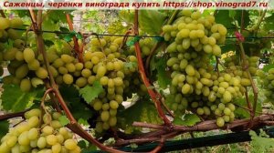 Виноград 3.08.2025 - САМОРОДОК с высоким показателем сахара, ранний с плотной хрустящей ягодой.