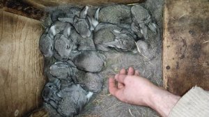 Крольчатам 13 дней