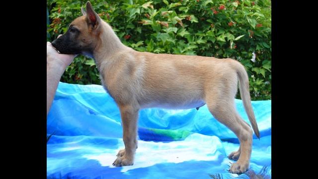 щенков бельгийской овчаркой малинуа