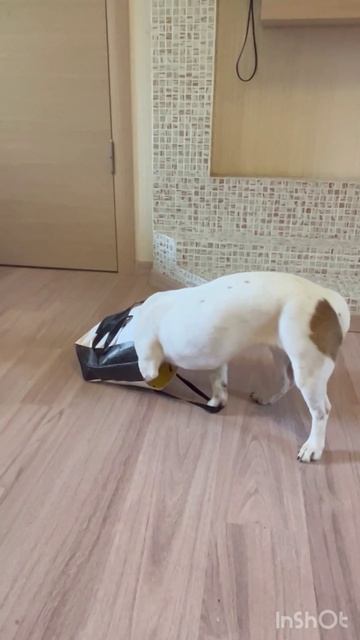 О шпионской миссии Джек Рассела Бонни