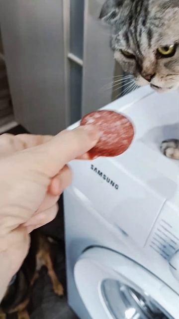 кошки и собаки смотреть онлайн