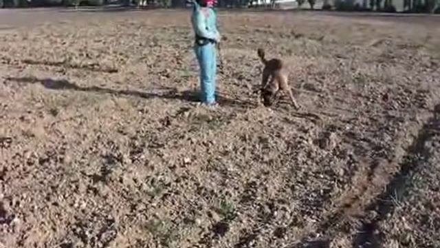 Начальный этап обучения следовой работе. Уроки от Команды Азарт