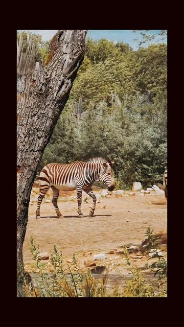 Tierpark Berlin #zoo #walking #berlin #fyp #shortvideo