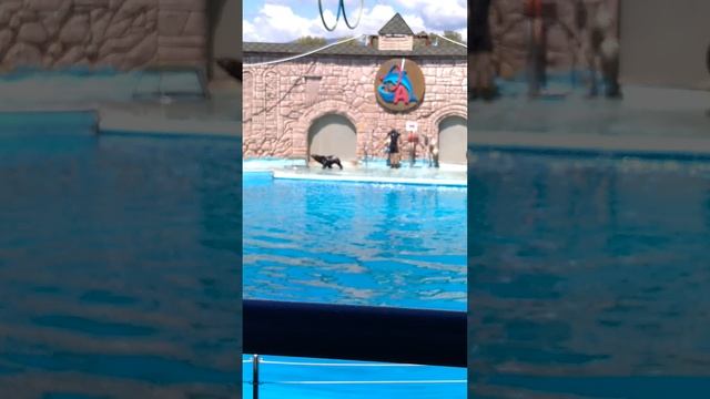 дельфинариум