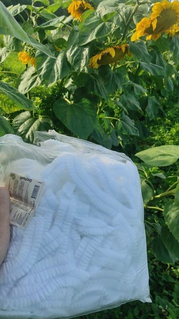 Самая дешёвая защита подсолнуха от птиц