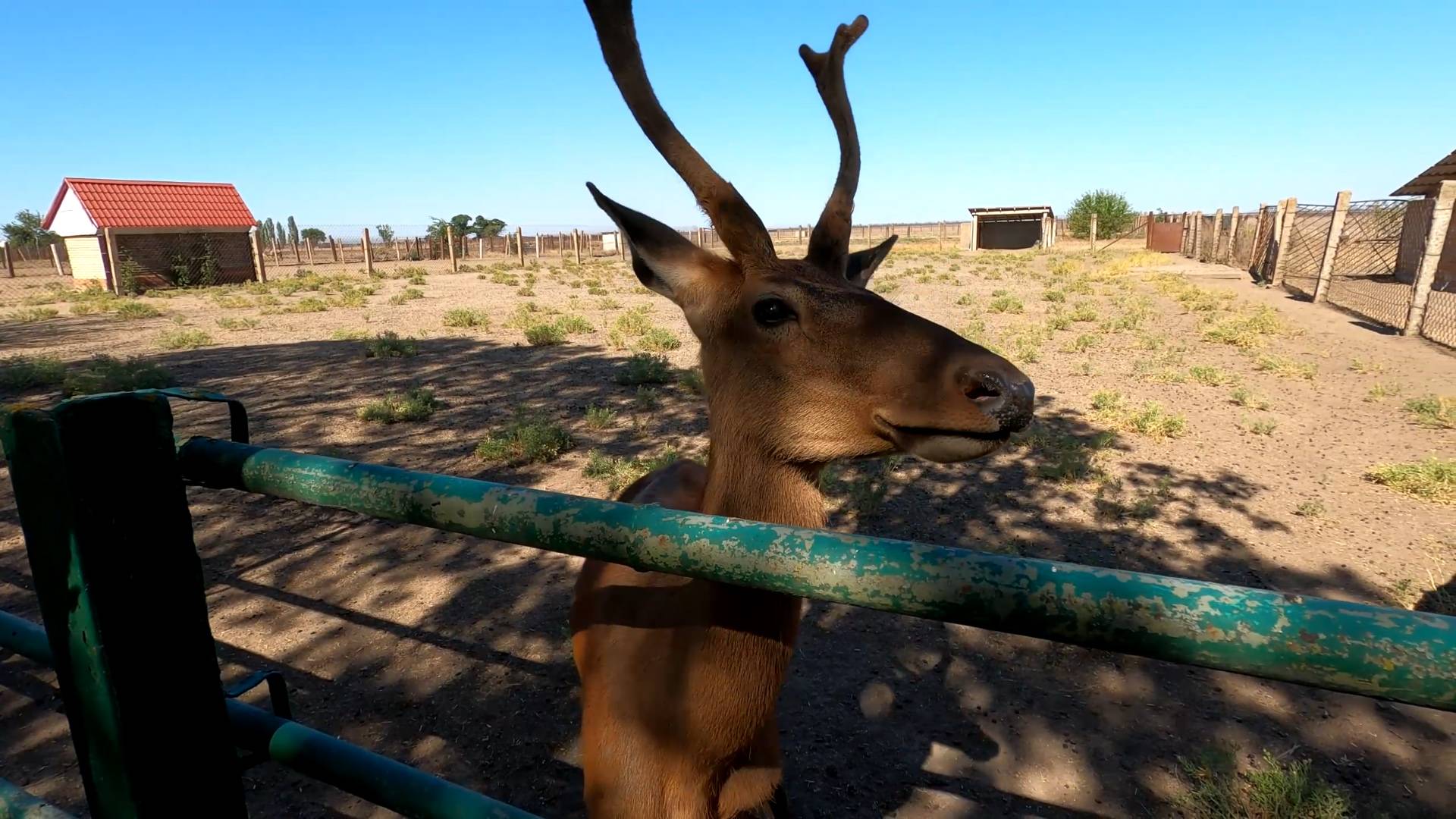 Зоопарк биосферного заповедника "Аскания-Нова". смотреть онлайн