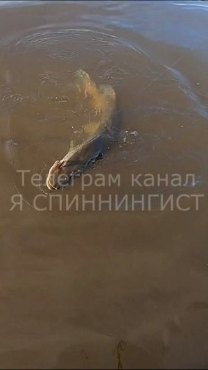 ВОТ ЭТО МОНСТР ! Рыбалка на реке АМУР Хабаровск