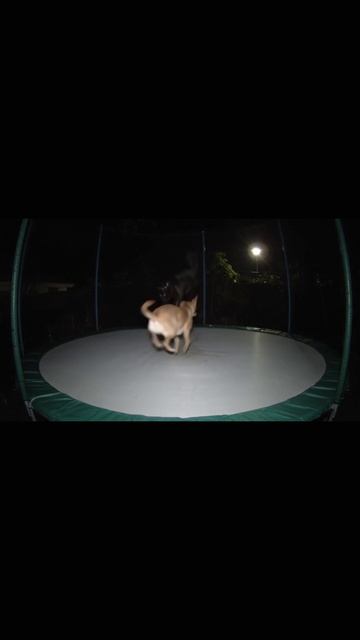 Как создать реалистичное видео с медведем на батуте с помощью нейросети Veo 3 смотреть онлайн