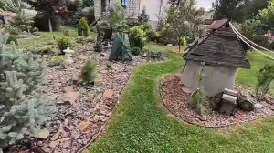 Плакучие хвойные в моем саду 🌲Обзор.