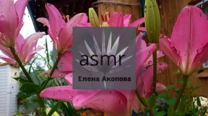 Лилии и шум дождя. Для расслабления и сна